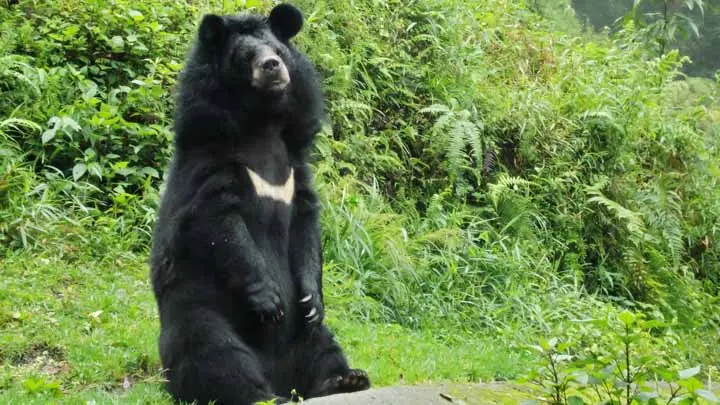 Himalayan Black Bear