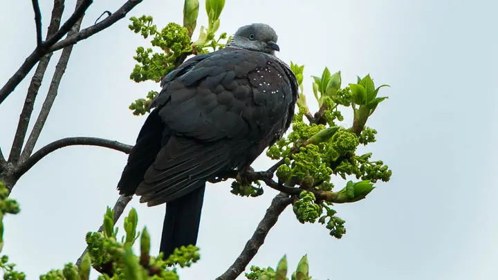 Speckled Wood Pigeon