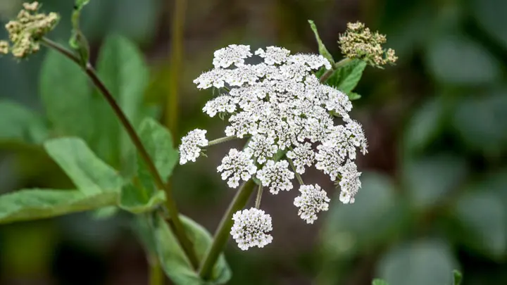 Hogweed
