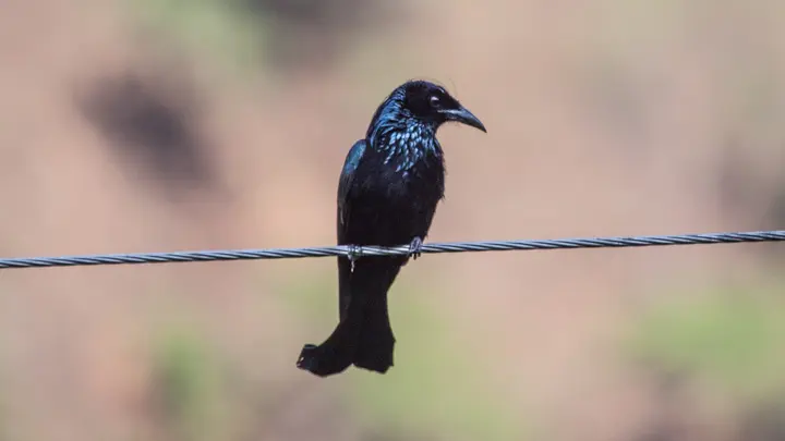 Hair Crested Drongo