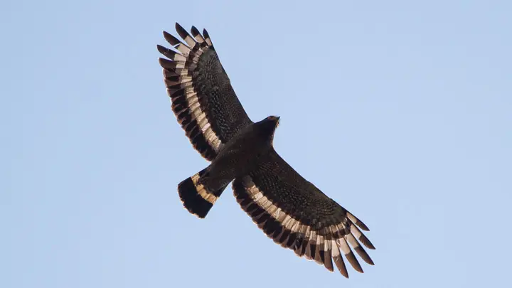 Crested Serpent Eagle