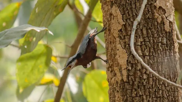 Chestnut Bellied Nuthatch