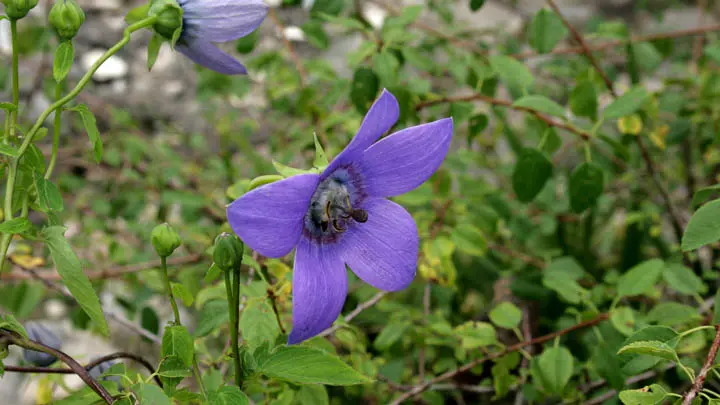 Twining Bonnet Bellflower