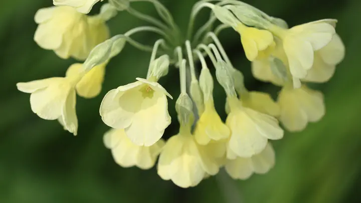 Sikkim Primrose