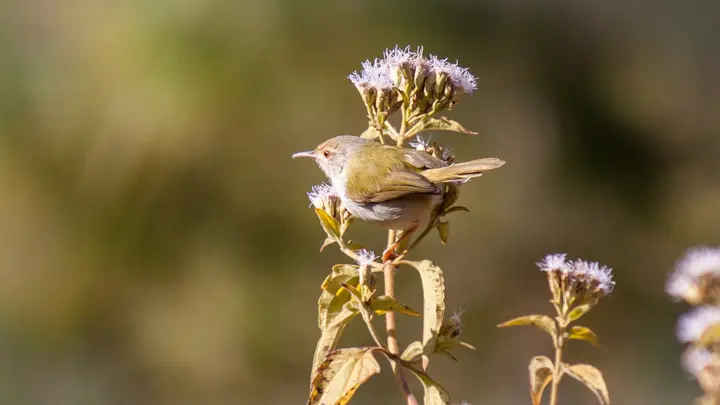 Common Tailorbird