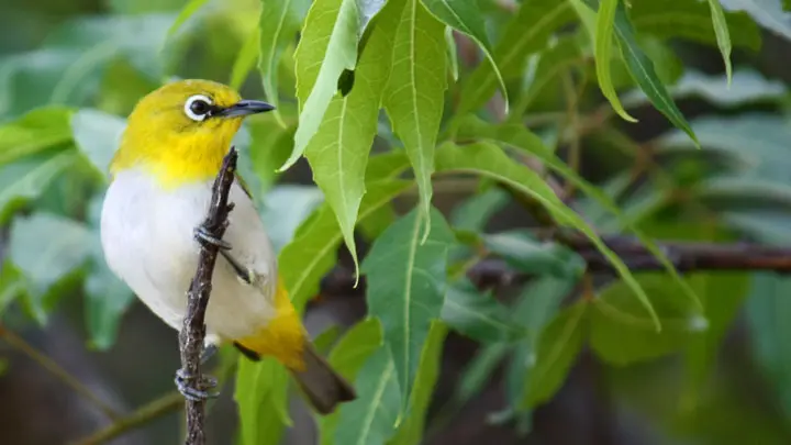 Oriental White Eye