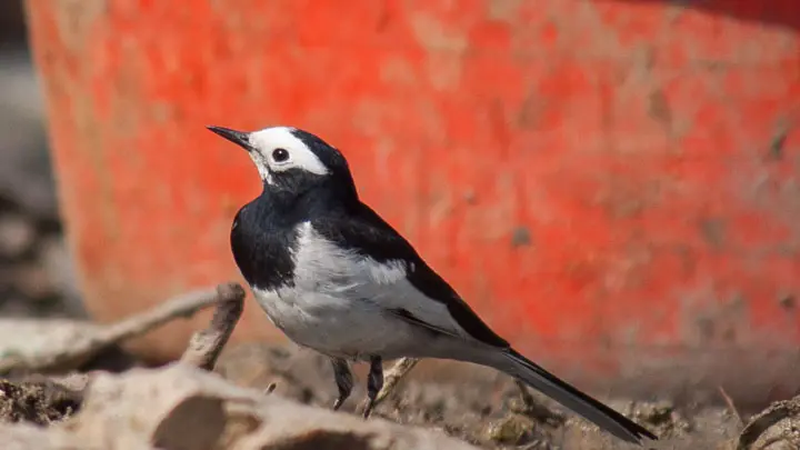 White Wagtail