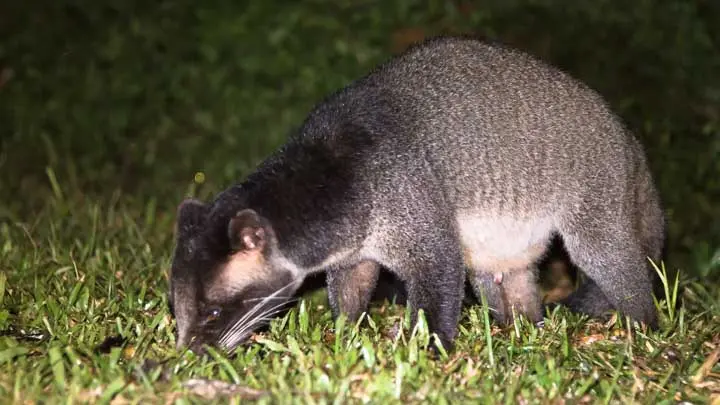 Himalayan Palm Civet