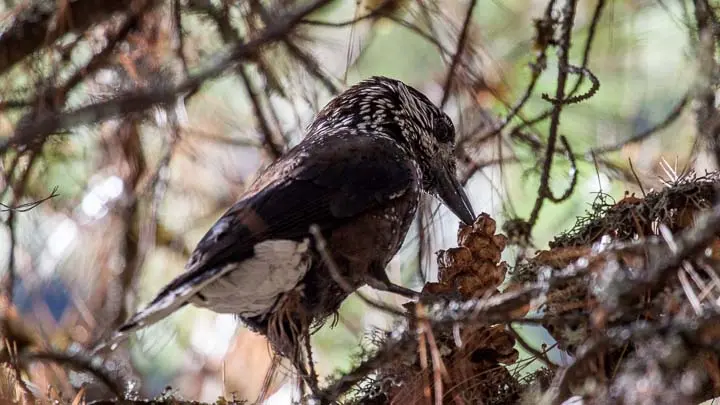 Eurasian Nutcracker