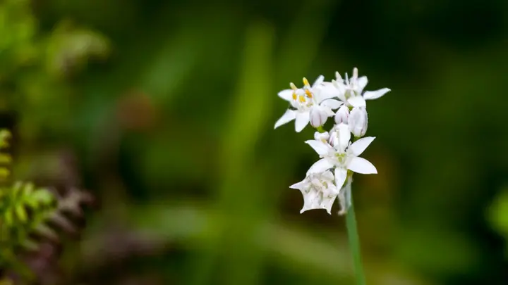 Small Alpine Onion