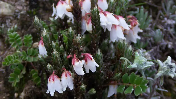 Himalayan Heather