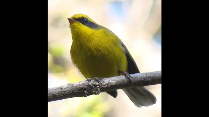Yellow Bellied Fantail