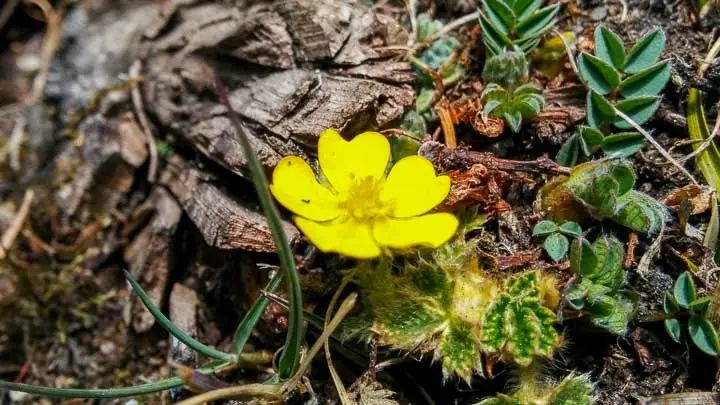 Woolly Fruit Cinquefoil