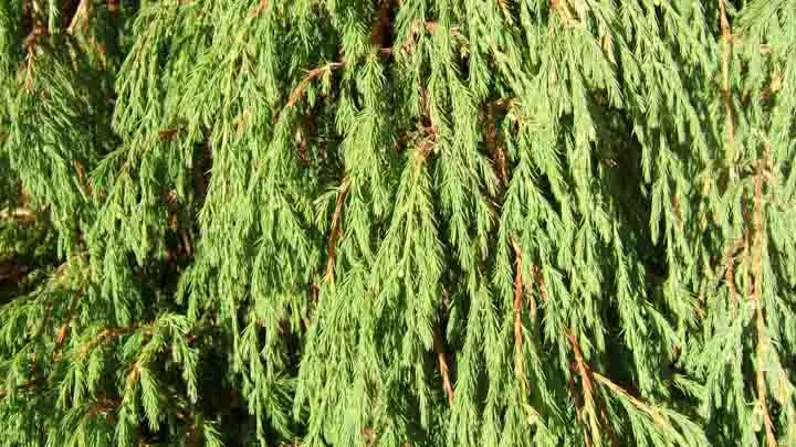 Drooping Juniper