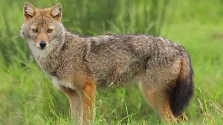 Jackal