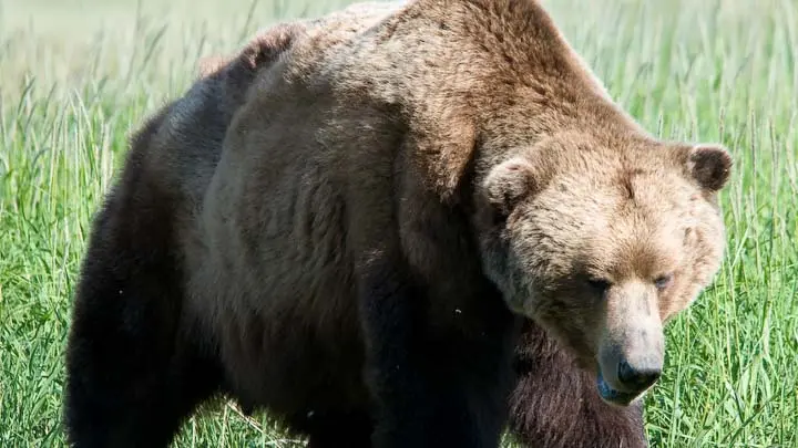 Brown Bear