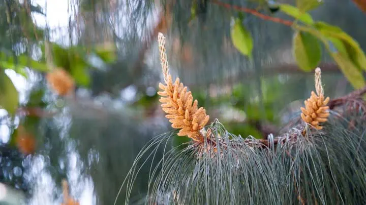 Chir Pine