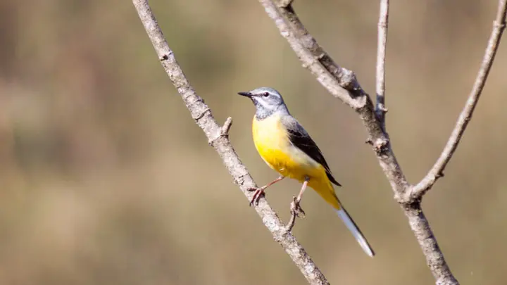 Yellow Wagtail