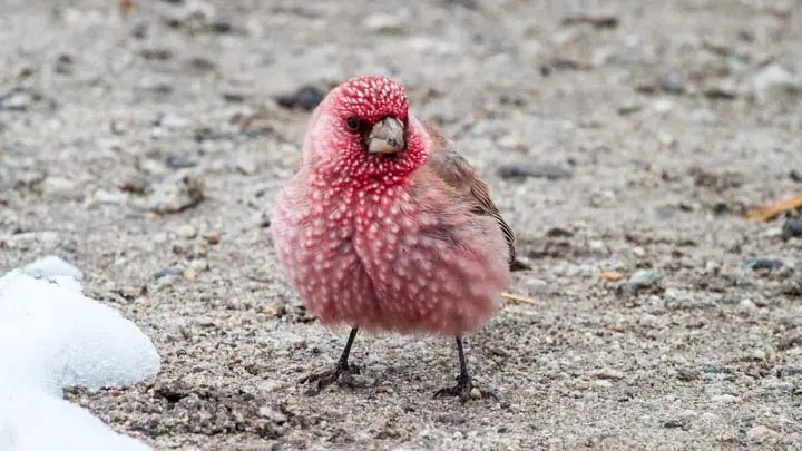 Great Rosefinch