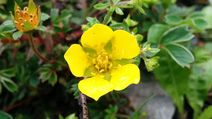 Five Finger Cinquefoil