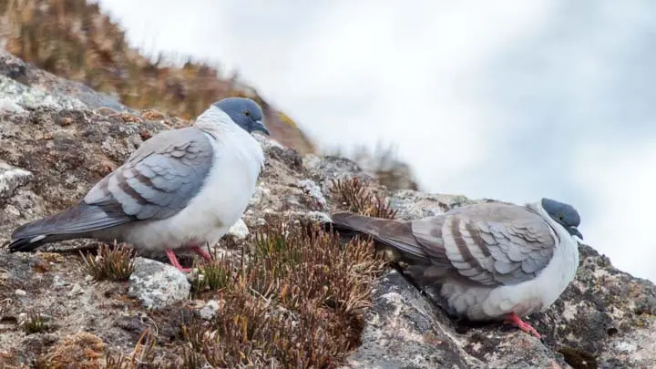 Snow Pigeon