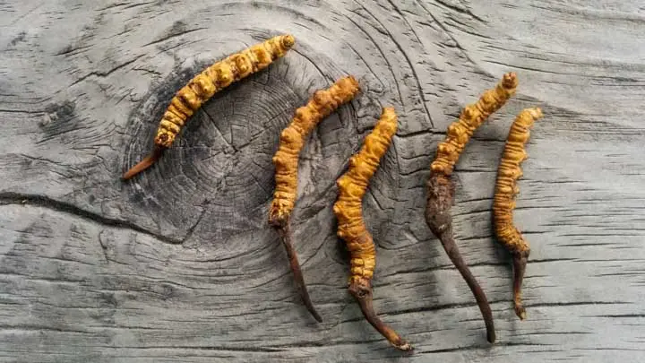 Yarsagumba