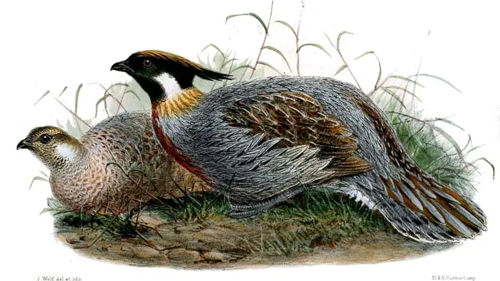 Koklass Pheasant