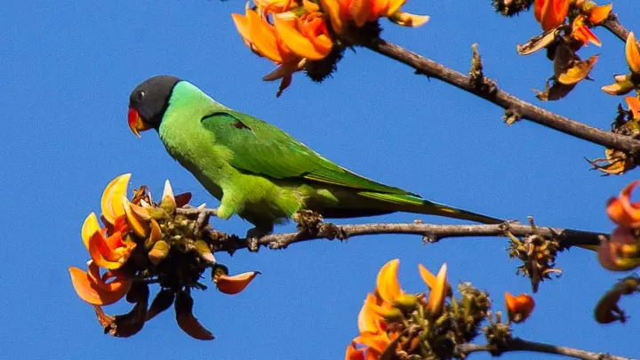 Slaty Headed Parakeet