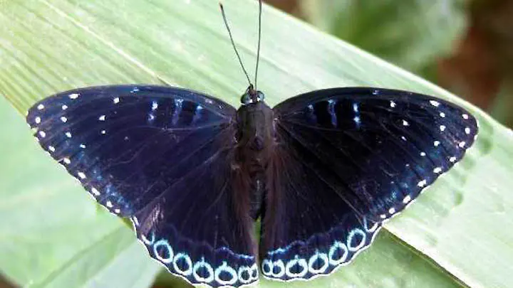 Popinjay