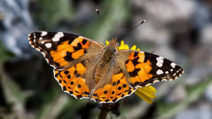 Painted Lady