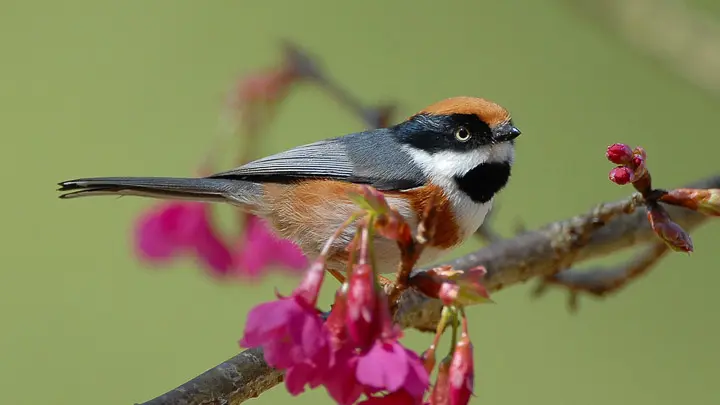 Black Throated Tit