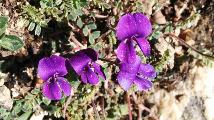Himalaya Tibetia