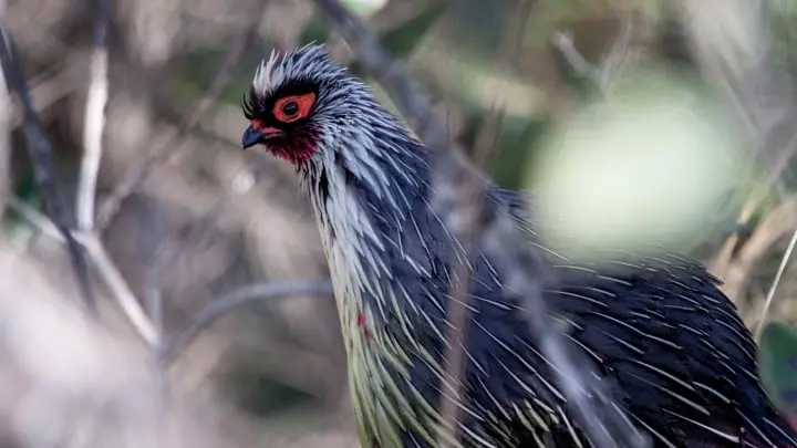Blood Pheasant