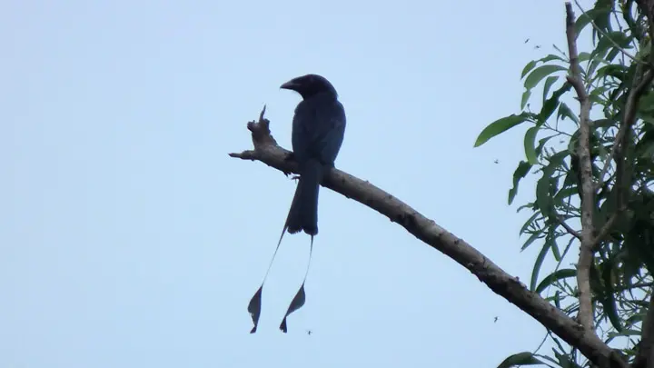Lesser Racket Tailed Drongo