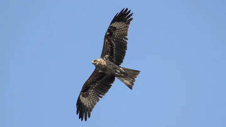 Black Kite