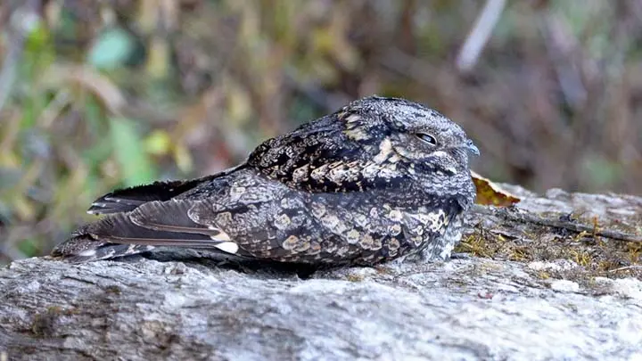 Jungle Nightjar