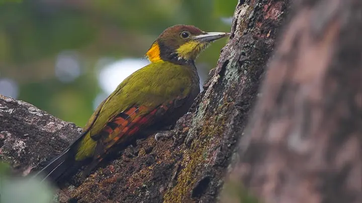 Greater Yellownape