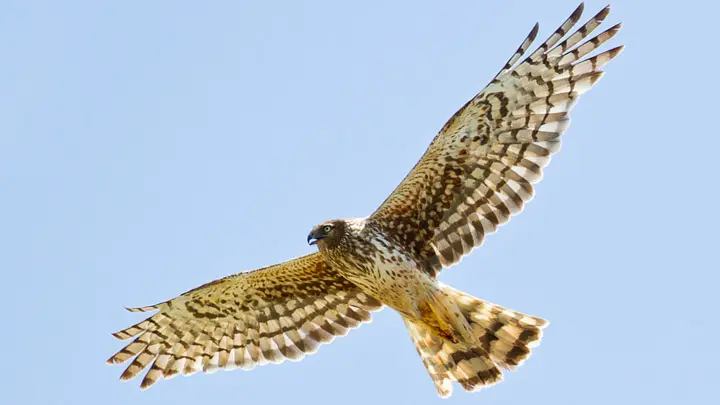 Hen Harrier