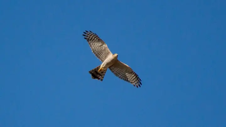 Eurasian Sparrowhawk
