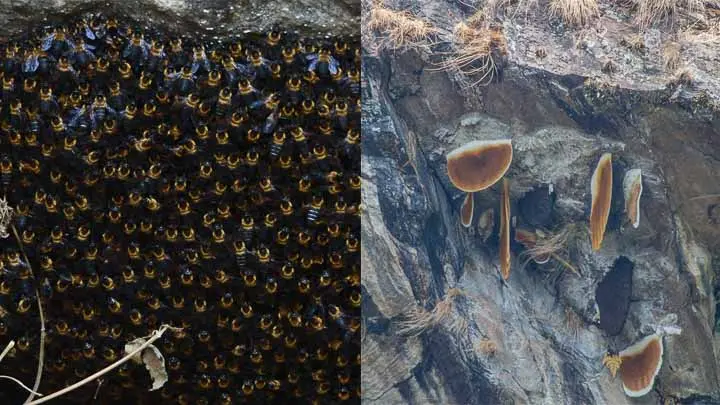 Himalayan Giant Honeybee