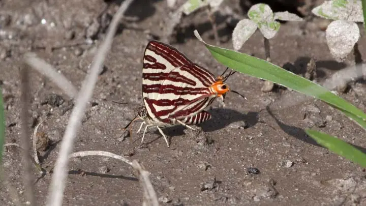 Long Banded Silverline