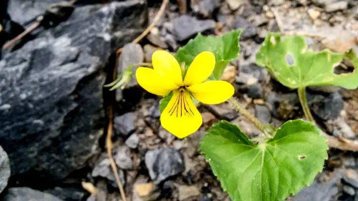 Yellow Wood Violet
