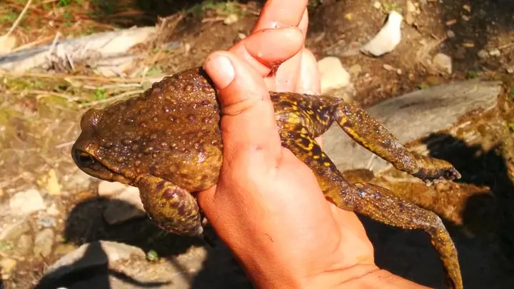 Liebig's Paha Frog