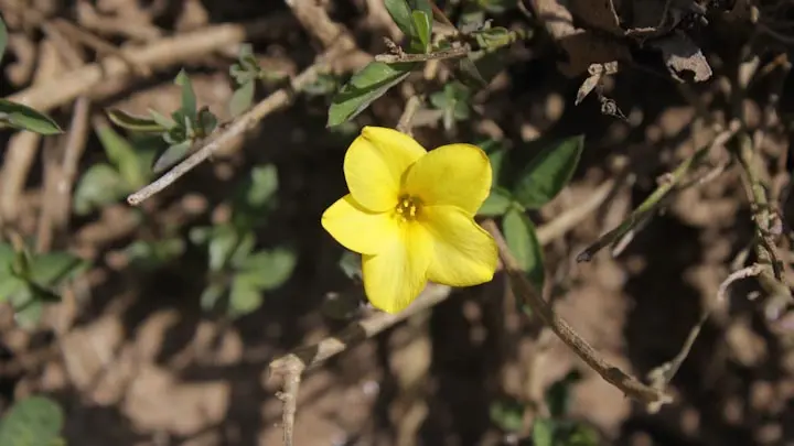 Yellow Flax