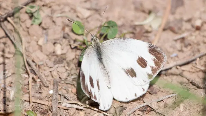 Large Cabbage White