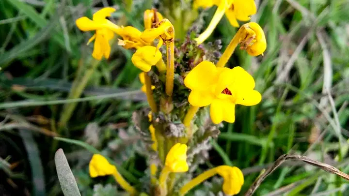 Long Tube Lousewort