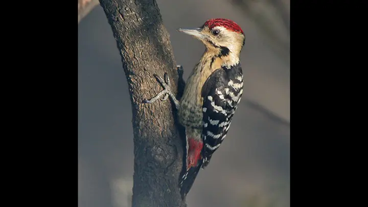 Fulvous Breasted Woodpecker