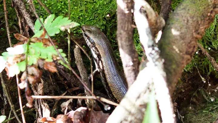 Sikkim Skink