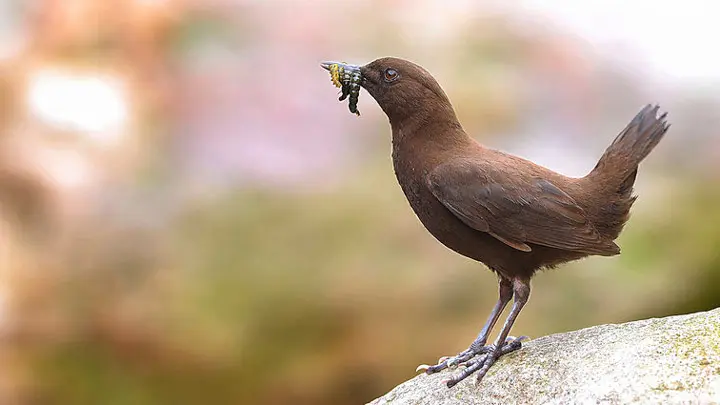 Brown Dipper
