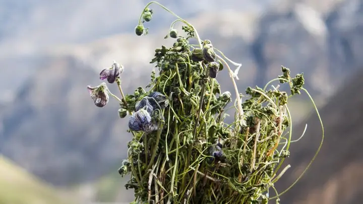 Monkshood